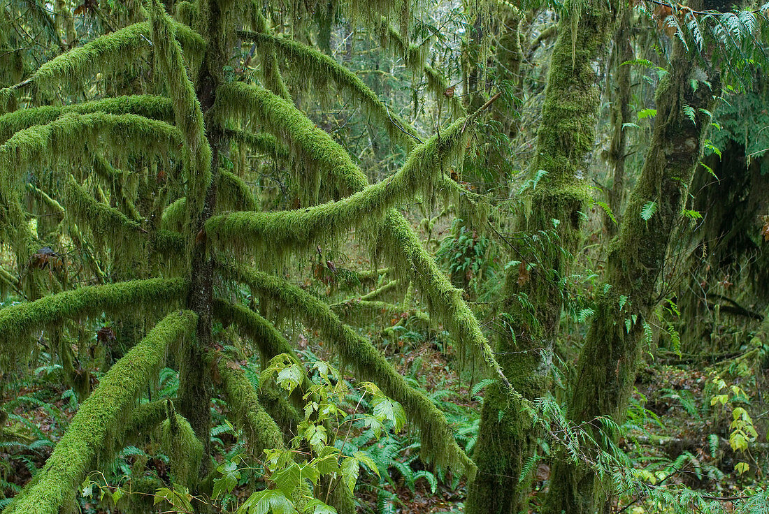 Epiphytic mosses and lichens
