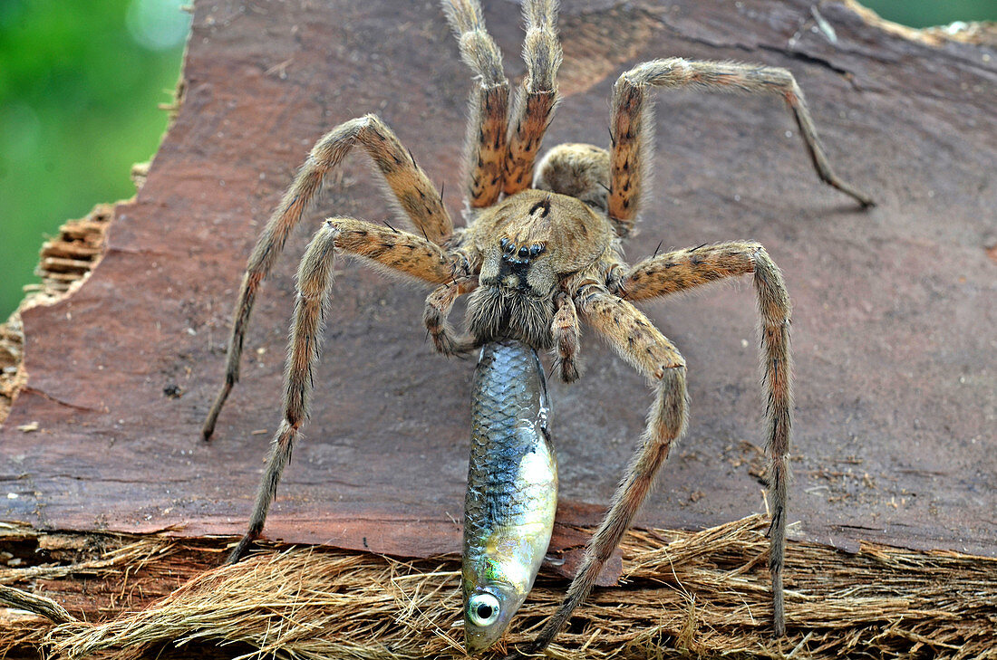 Fishing Spider with Prey
