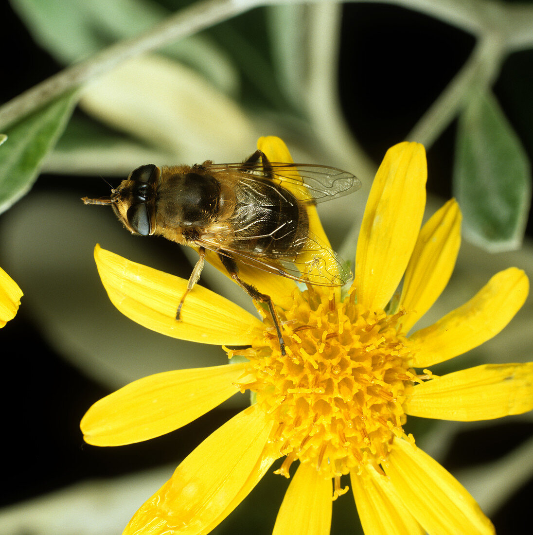 Drone Fly on Yellow Compositae Flower