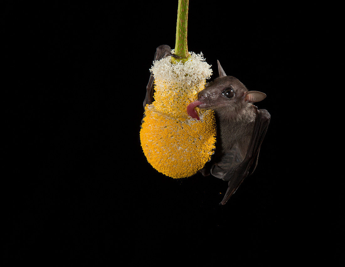 Cave Nectar Bat on flower
