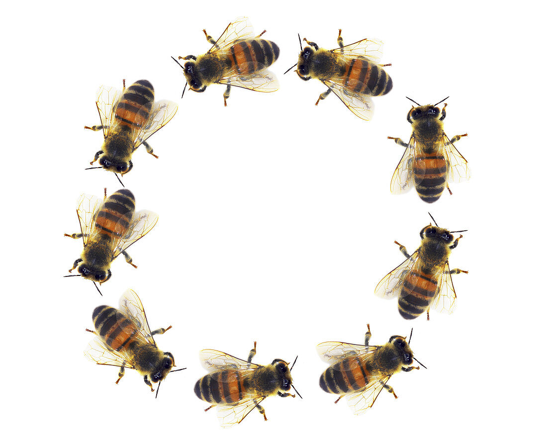 Bee Circle