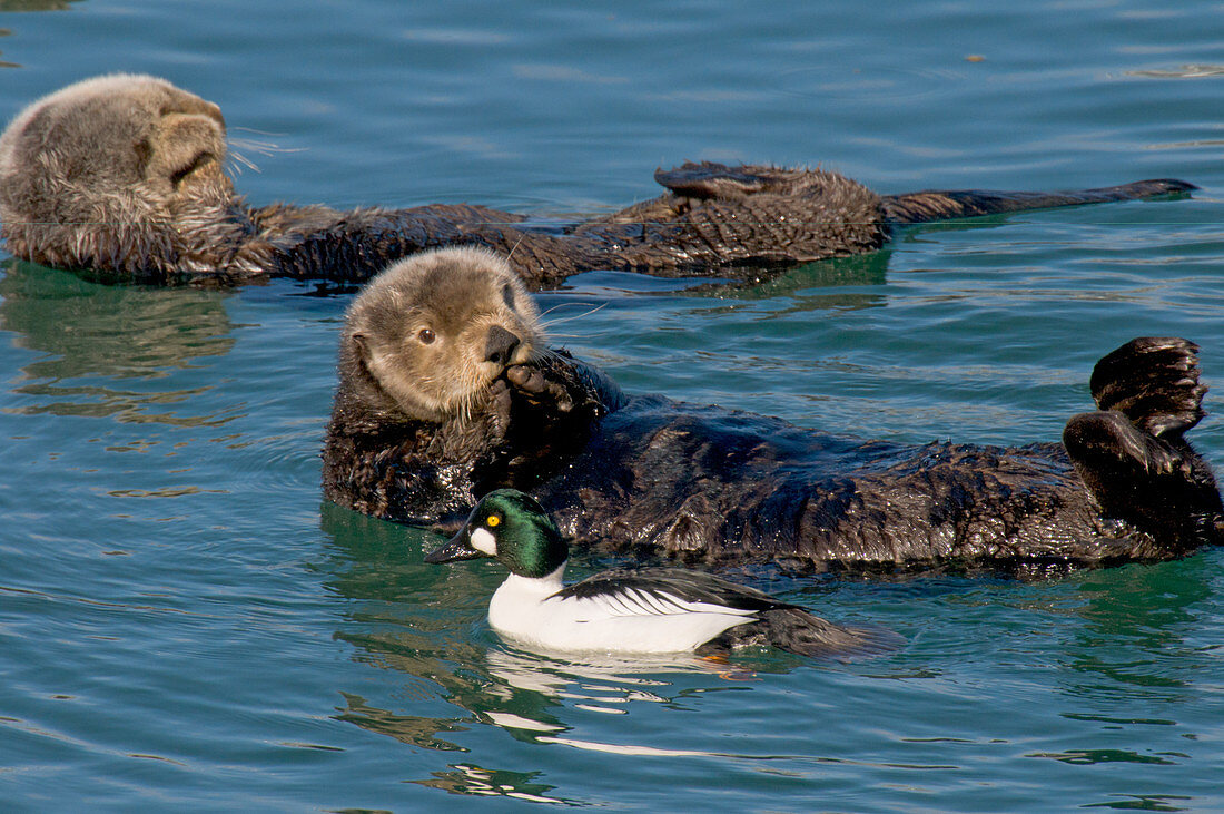 Goldeneye Duck with Sea Otters