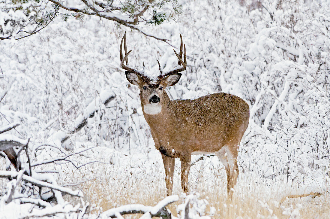 White-Tail Deer Buck in Snow