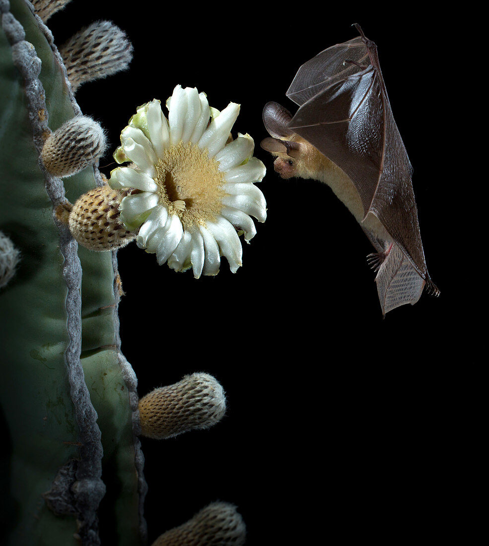 Pallid Bat Approaching Cactus Flower