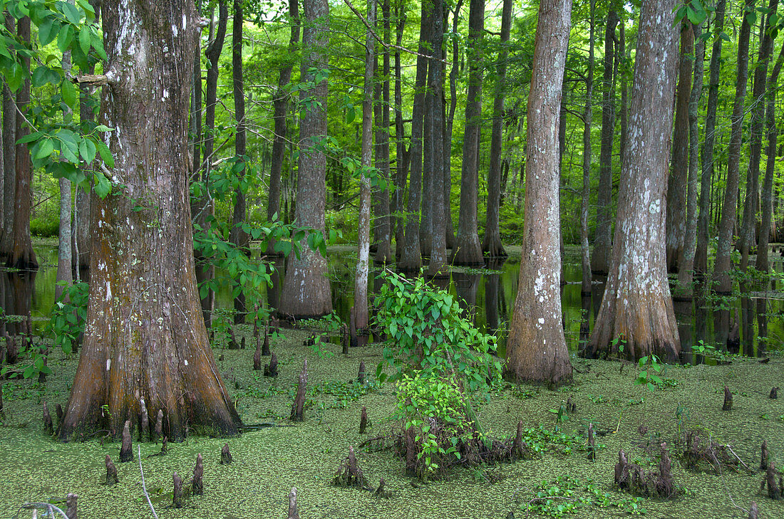 Louisiana Cypress Swamp