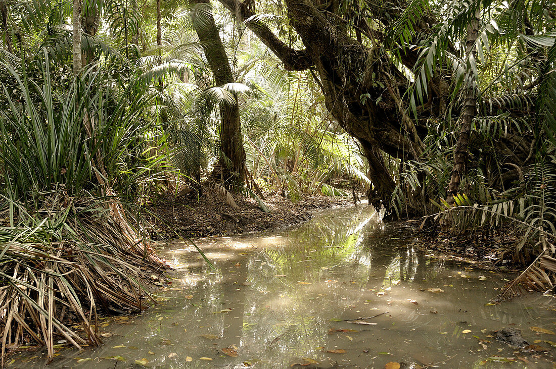 Lowland rainforest in Java