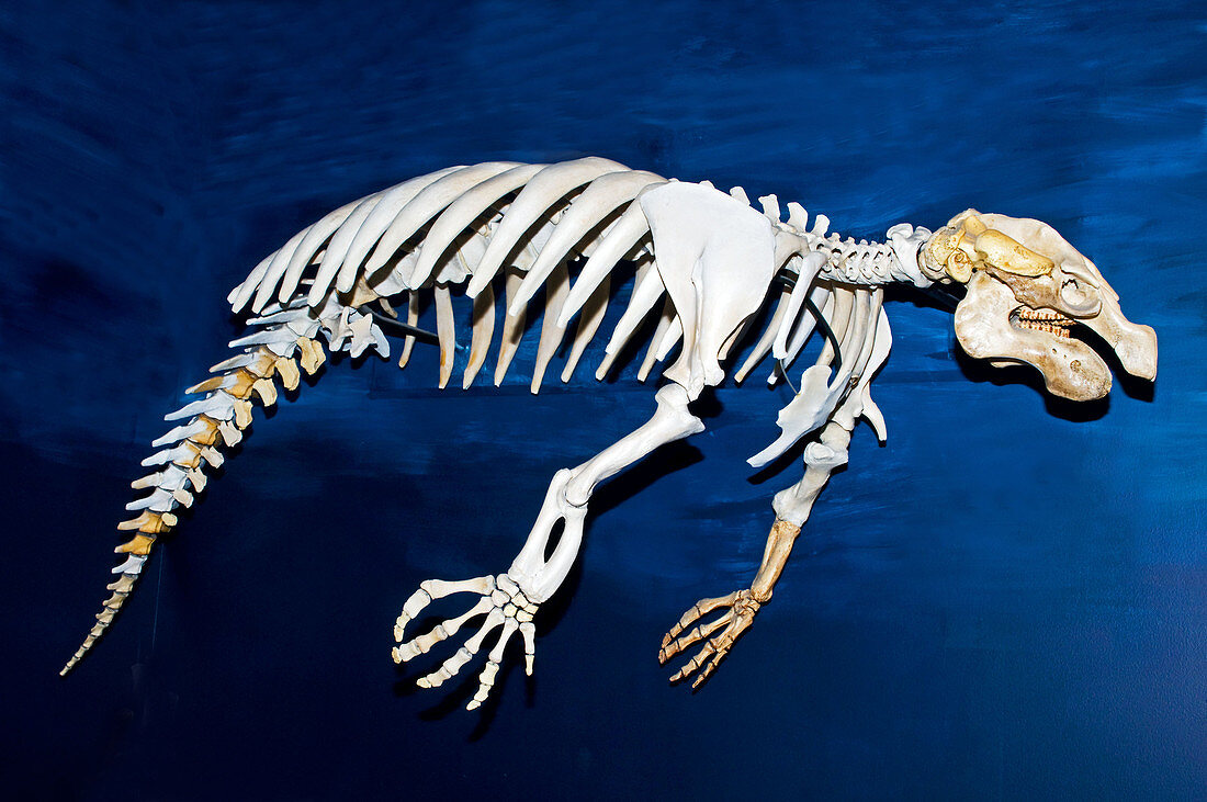 Florida Manatee Skeleton