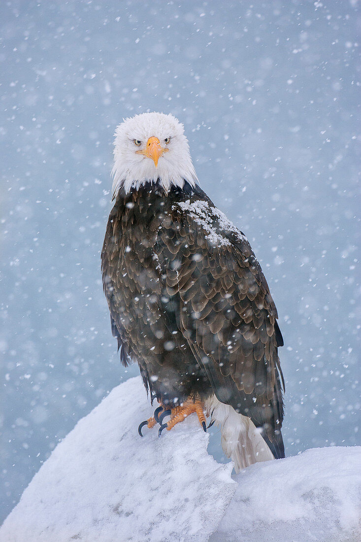 Bald Eagle,Haliaeetus leucocephalus