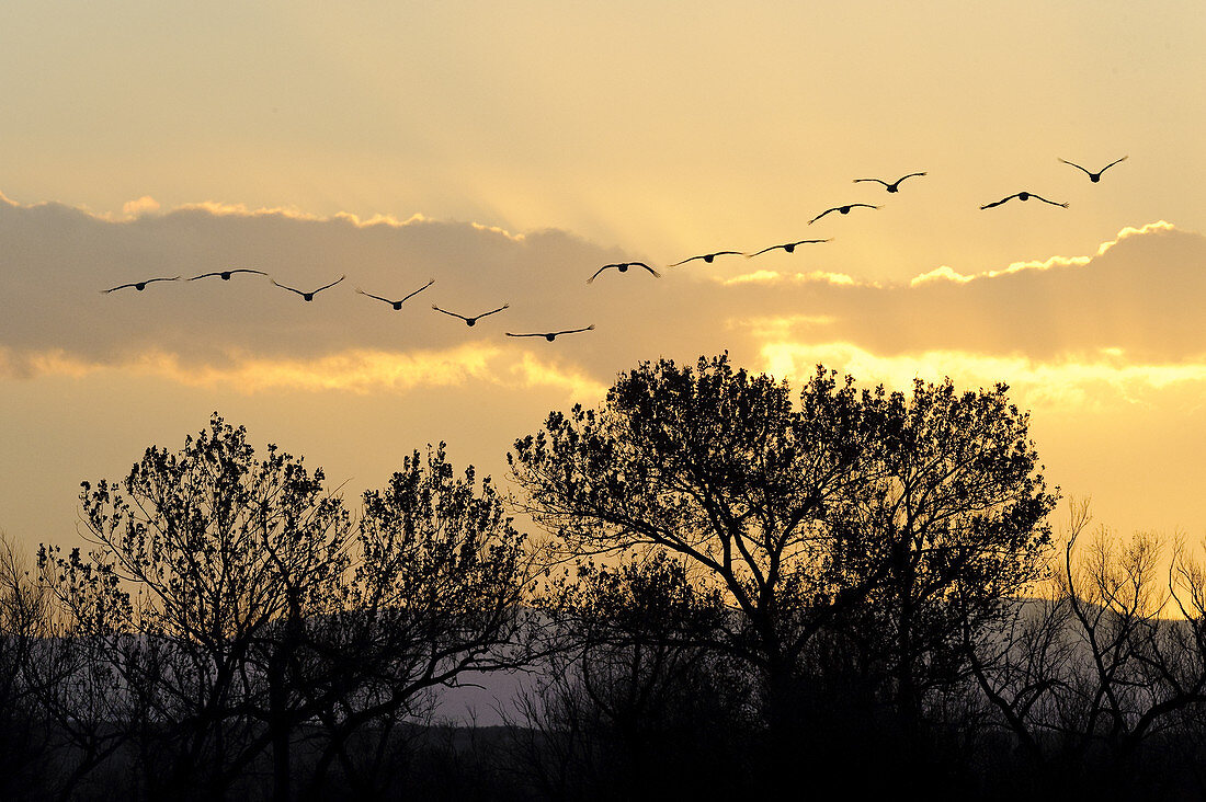 Sandhill Cranes Flying at Sunset
