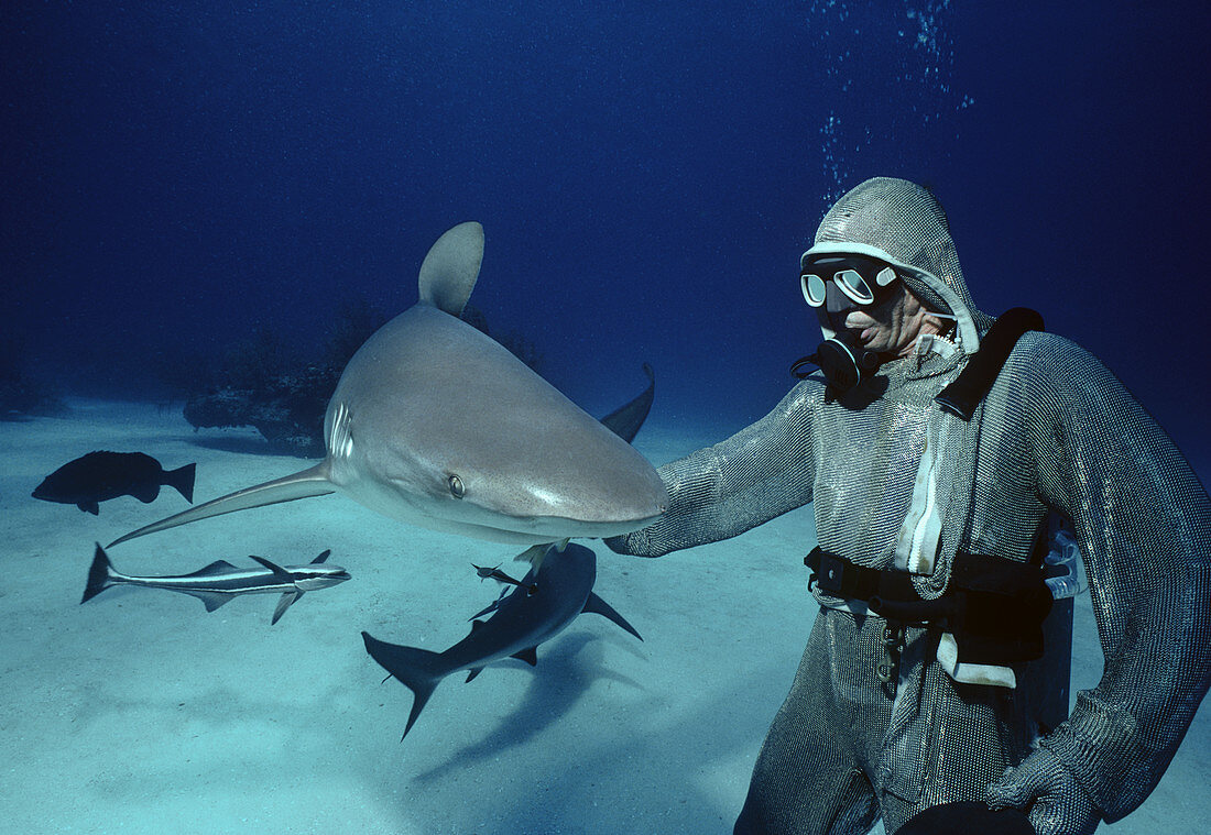 Sharks and shark handler