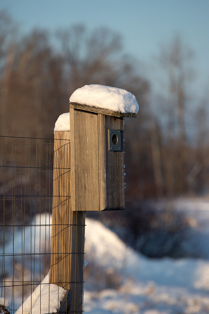 Bluebird house covered with snow