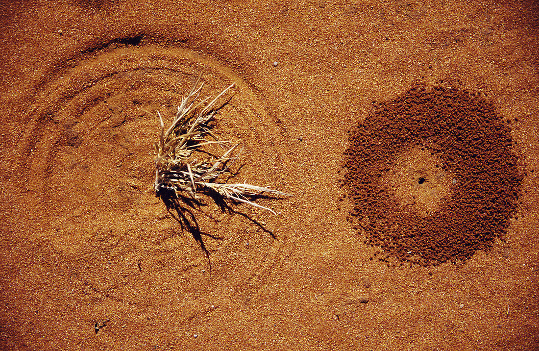 Ant Hole & Wind Pattern
