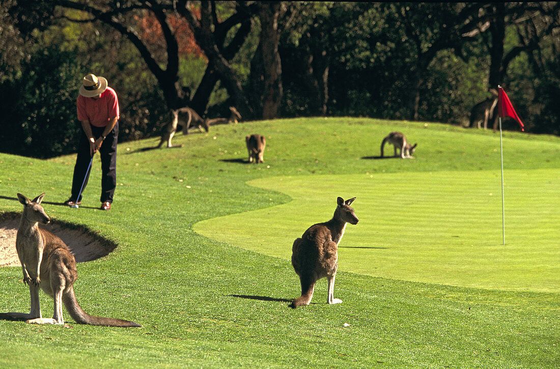 Kangaroos on Golf Course,Australia