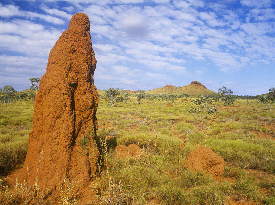 Termite Mounds in Outback Australia