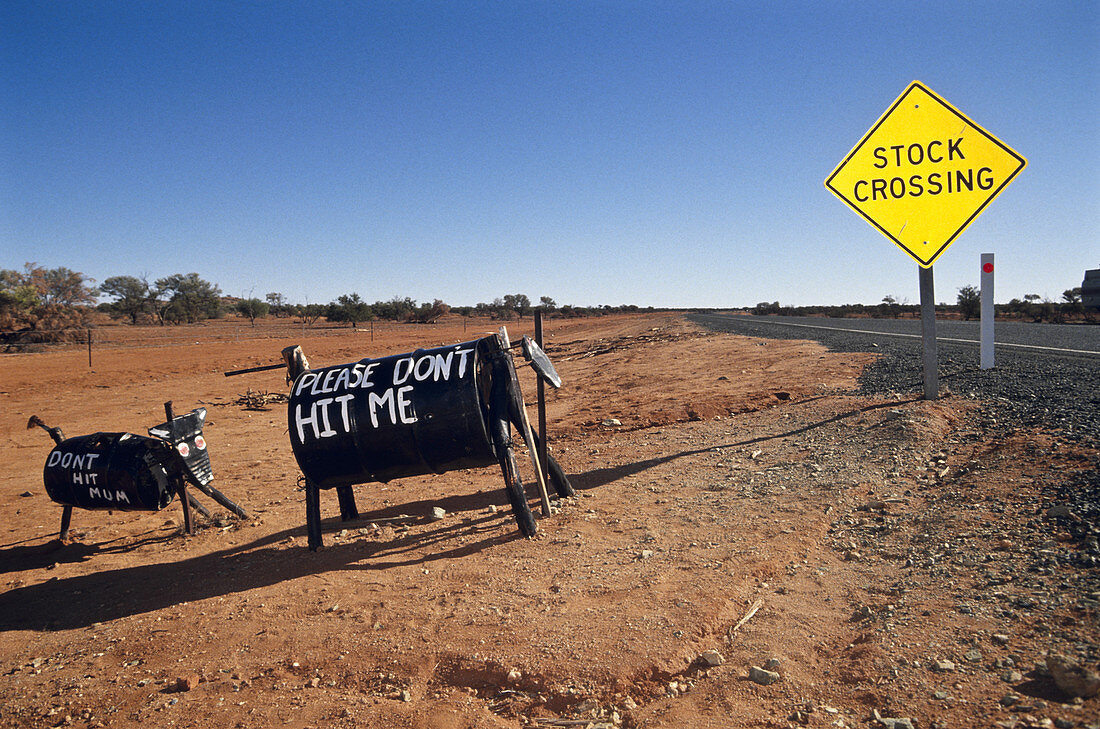 Livestock Crossing,Australia