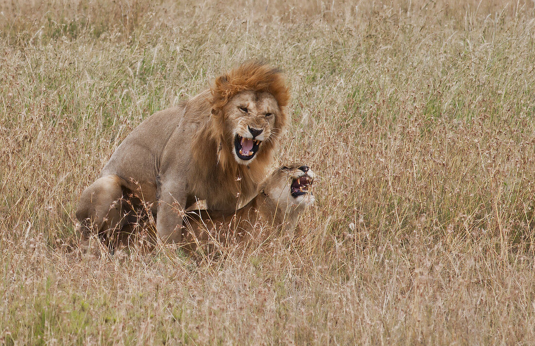 Male and Female Lion Mating