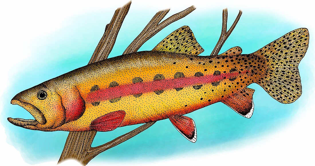 California golden trout