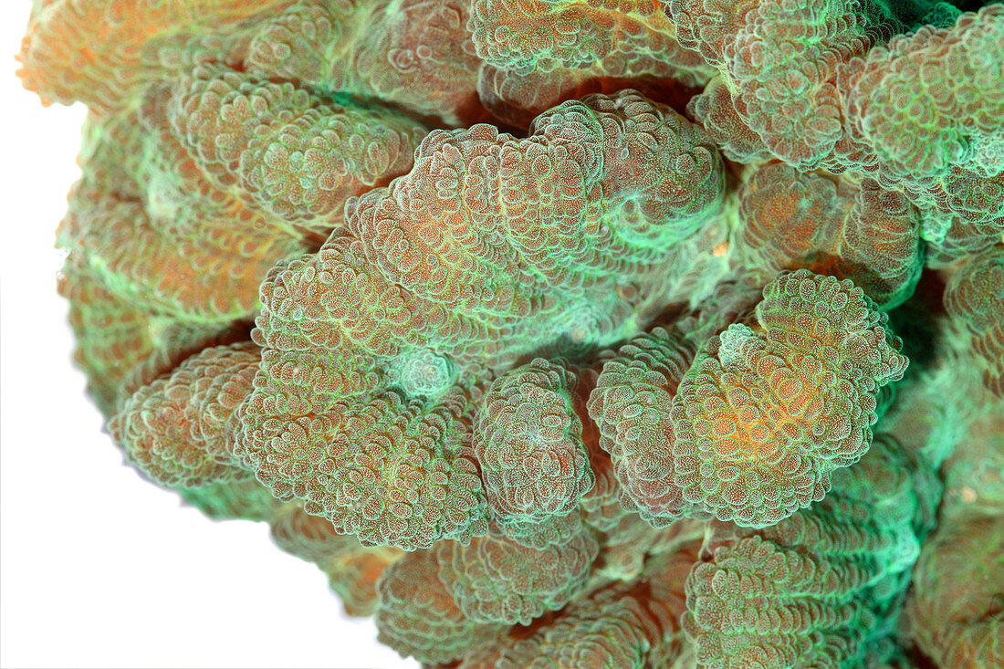 Fluorescent Coral in White Light
