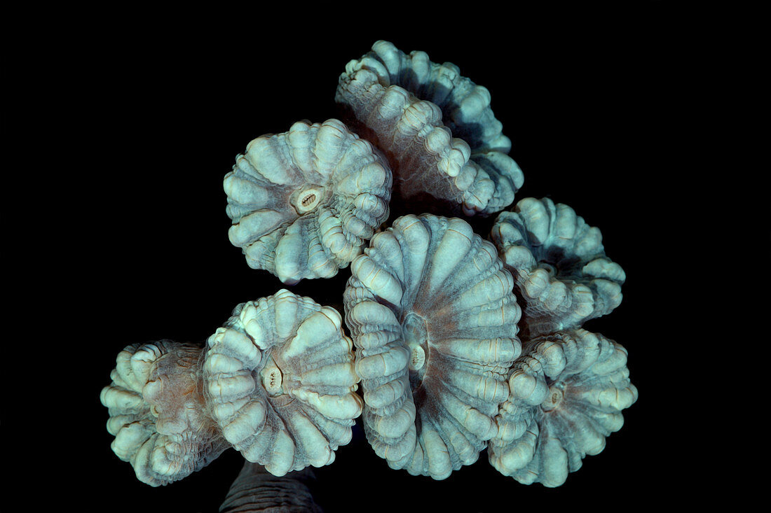 Fluorescent Coral in in White Light