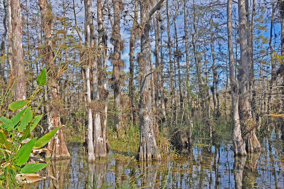 Bald Cypress Swamp