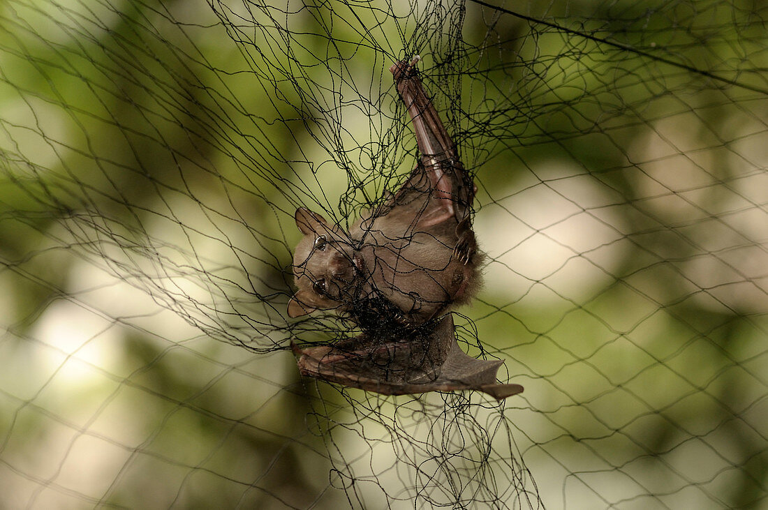 Tailless fruit bat,Malaysia