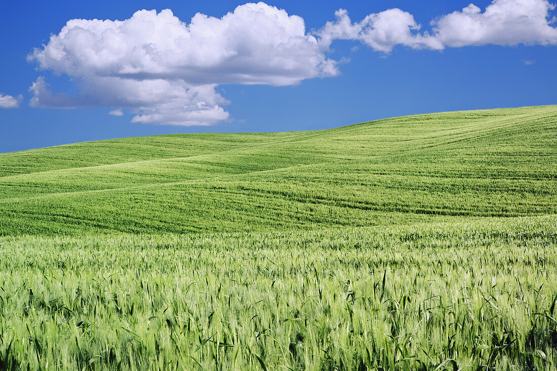 Field of Wheat in Tuscany,Italy