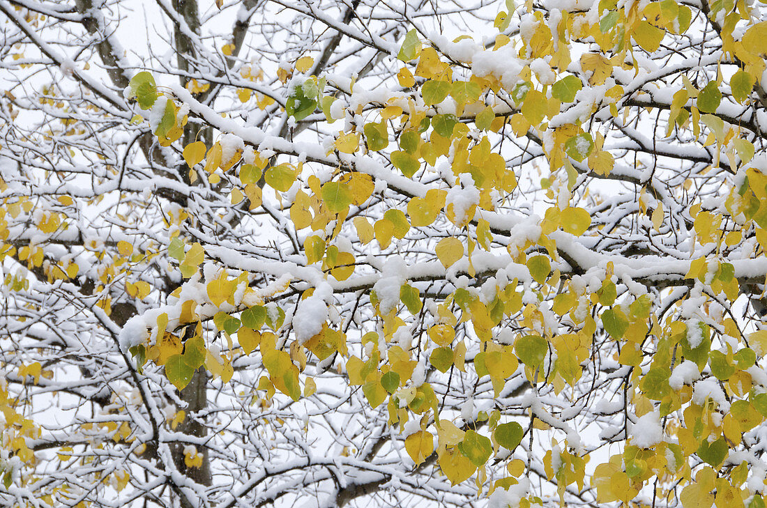 Snow on Autumn Aspen Tree