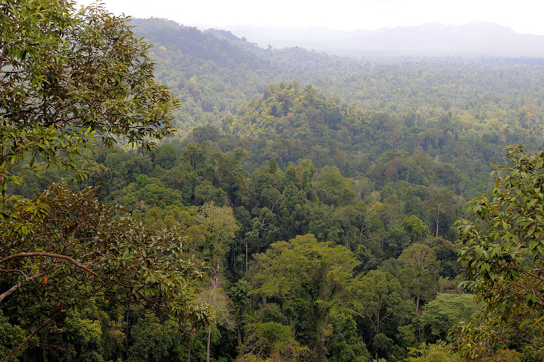 Rainforest,Indonesia