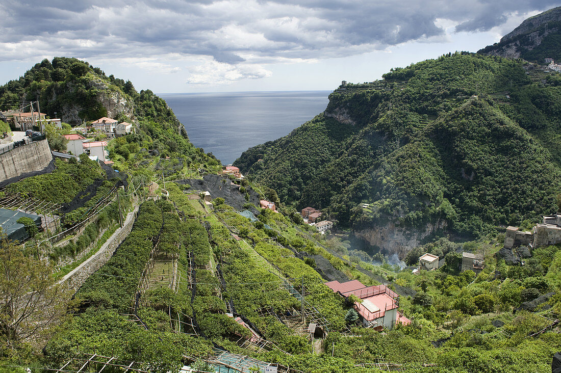 Lemon Groves,Amalfi Coast