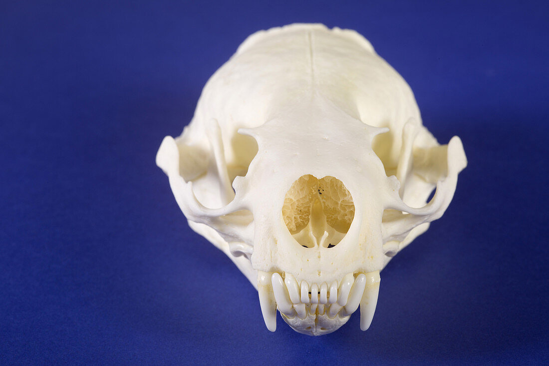 Skull of a River Otter