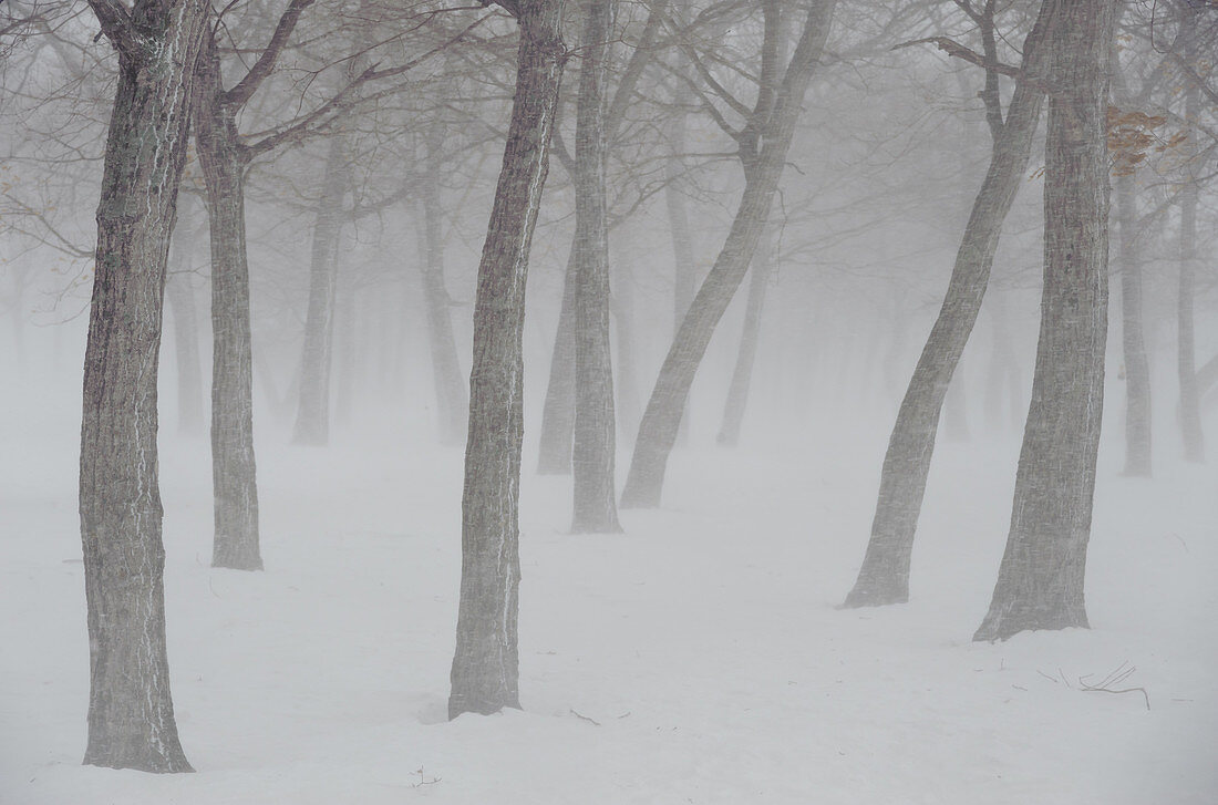 Trees in Snowstorm