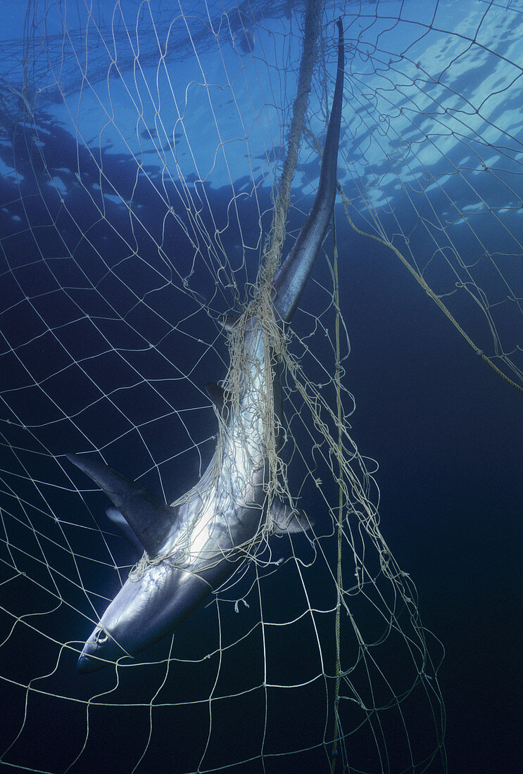 Thresher Shark in Gill Net