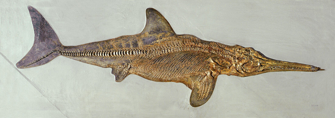 Fossil Ichthyosaur