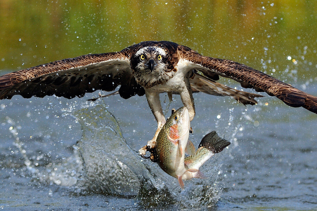 Osprey Catching Trout