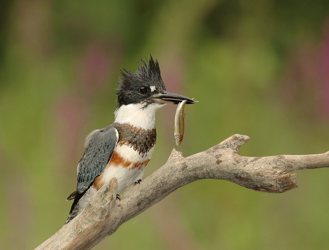 Belted Kingfisher with fish