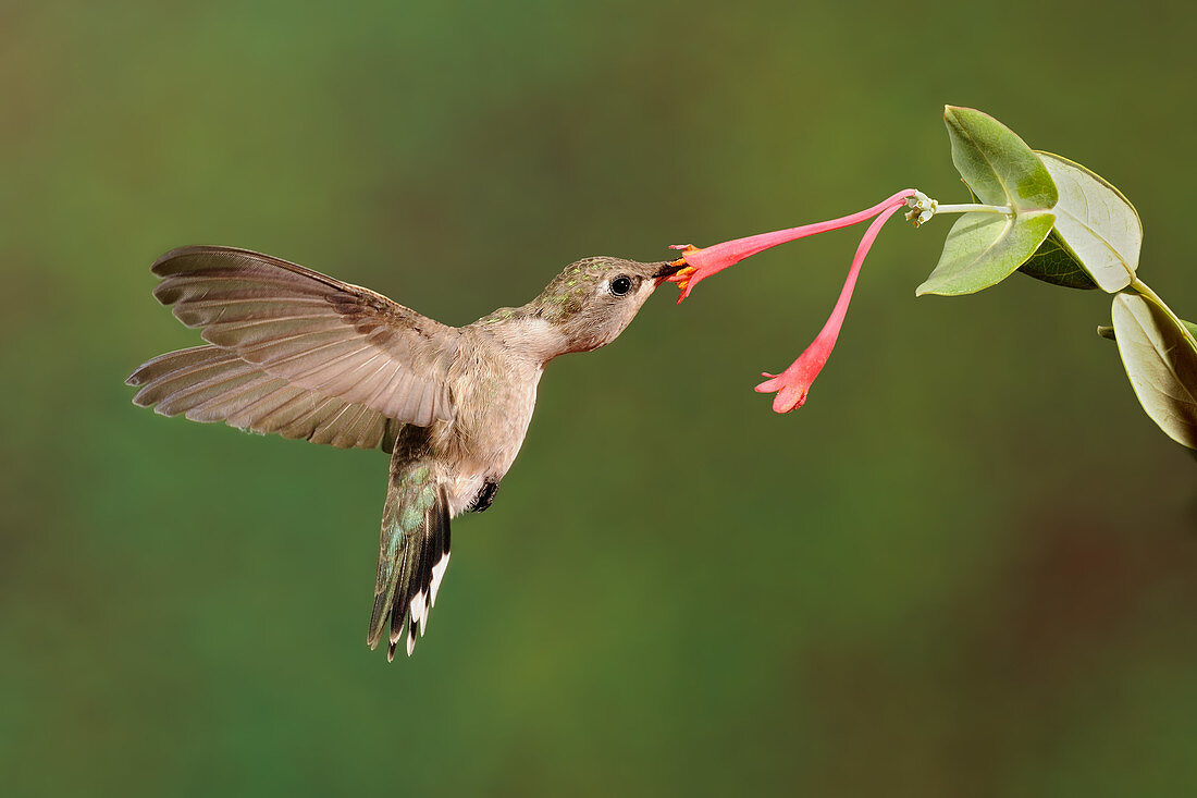 Black-Chinned Hummingbird