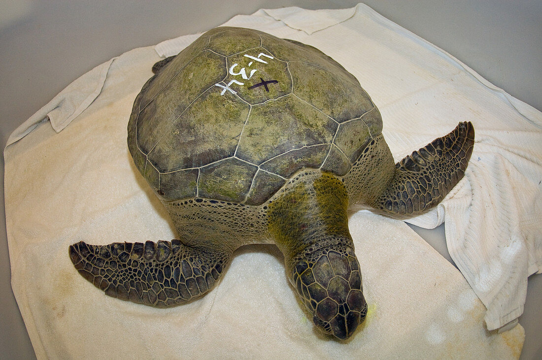 Green Sea Turtle in Rehab