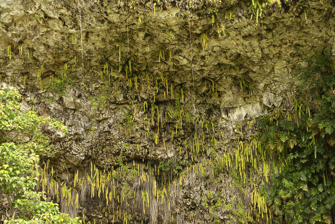 Smith's Fern Grotto,Kauai,Hawaii