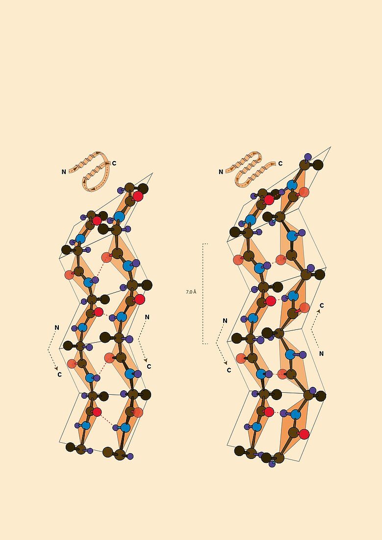 Protein beta sheets,illustration