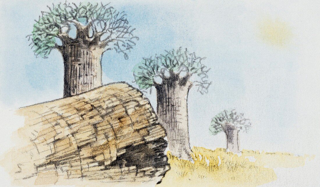 Wood log in petrifaction,illustration