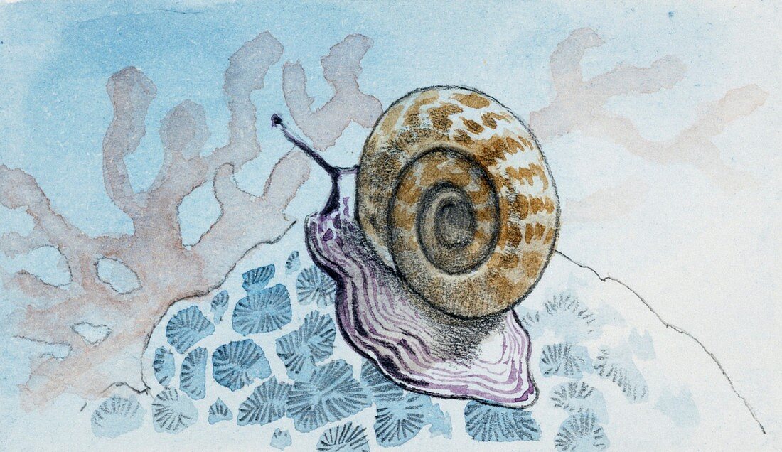 Planorbis,illustration