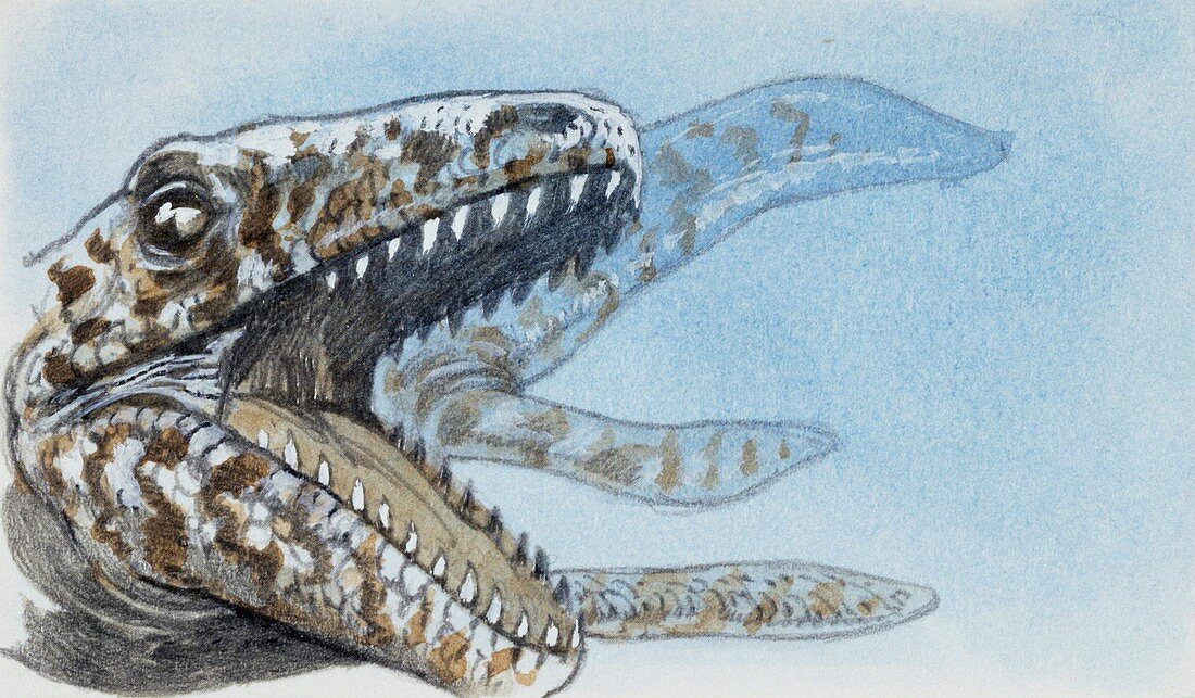 Specimen of extinct reptile,illustration