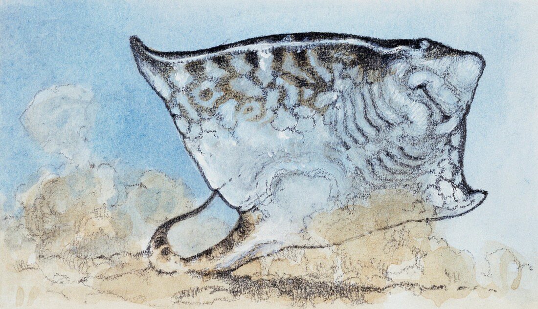 Myliobatis,illustration