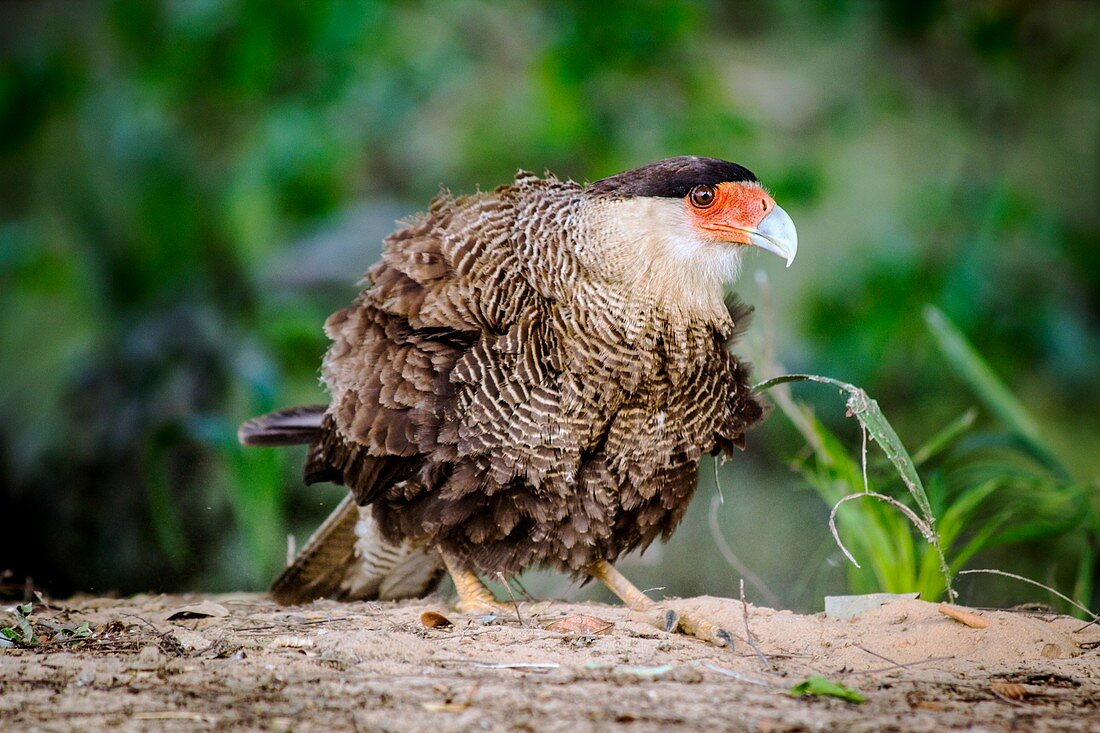 Northern crested caracara