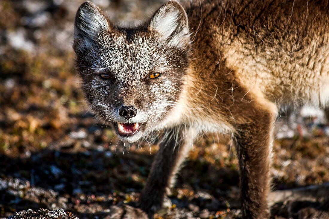 Arctic fox