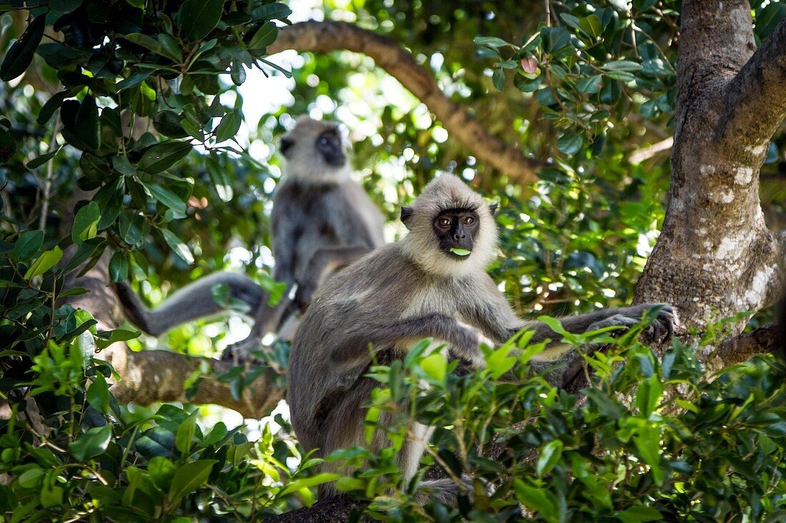 Hanuman langurs feeding