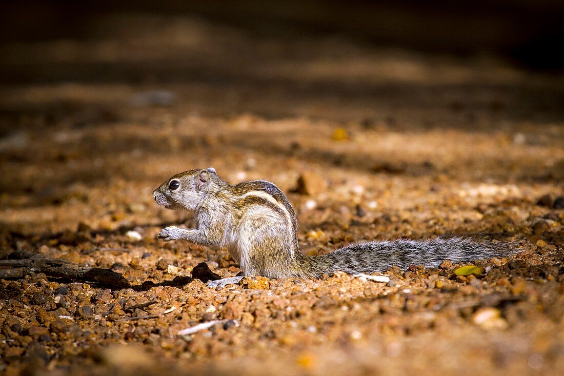 Indian palm squirrel