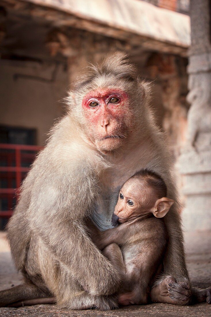 Bonnet macaque and baby