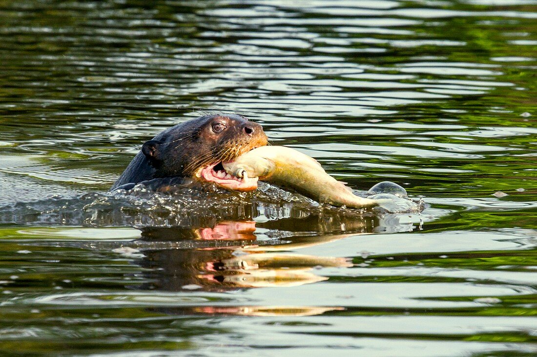 Giant otter feeding