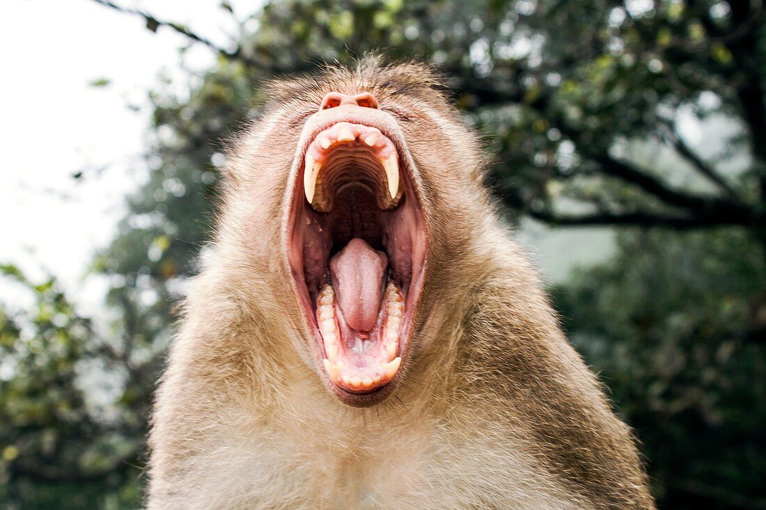 Bonnet macaque yawning